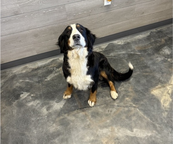 Medium Photo #1 Bernedoodle Puppy For Sale in WELLSBURG, IA, USA