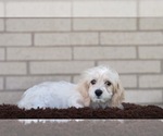 Small Photo #4 Cavachon Puppy For Sale in ROANOKE, IL, USA