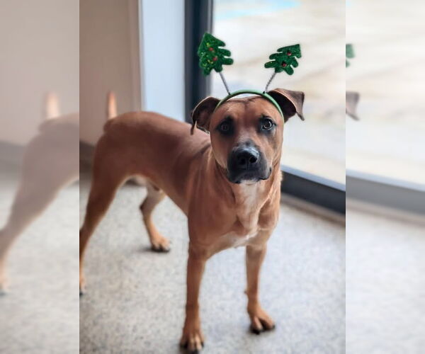 Medium Photo #8 Black Mouth Cur Puppy For Sale in Canton, CT, USA