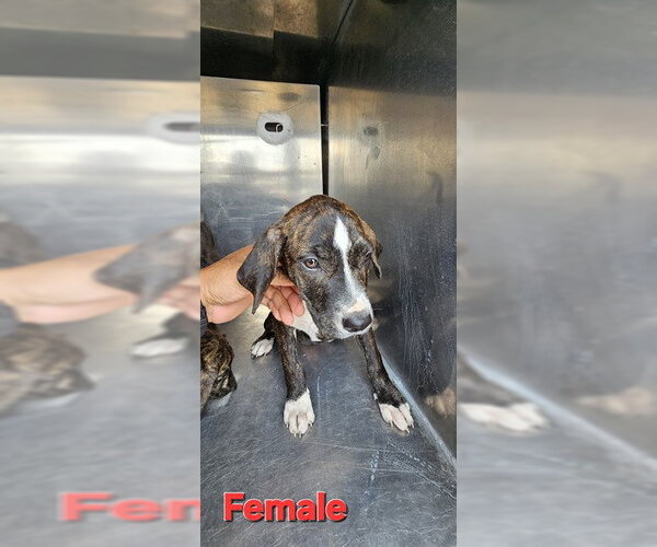 Medium Photo #1 American Pit Bull Terrier-Unknown Mix Puppy For Sale in Pasadena, TX, USA