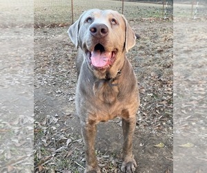 Father of the Labrador Retriever puppies born on 05/22/2025