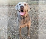 Small Photo #1 Labrador Retriever Puppy For Sale in OSYKA, MS, USA