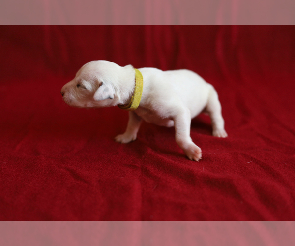 Medium Photo #3 Dalmatian Puppy For Sale in KATY, TX, USA