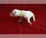 Small Photo #3 Dalmatian Puppy For Sale in KATY, TX, USA
