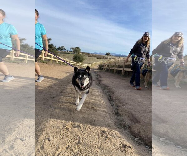 Medium Photo #3 Siberian Husky Puppy For Sale in  Ramona, CA, USA