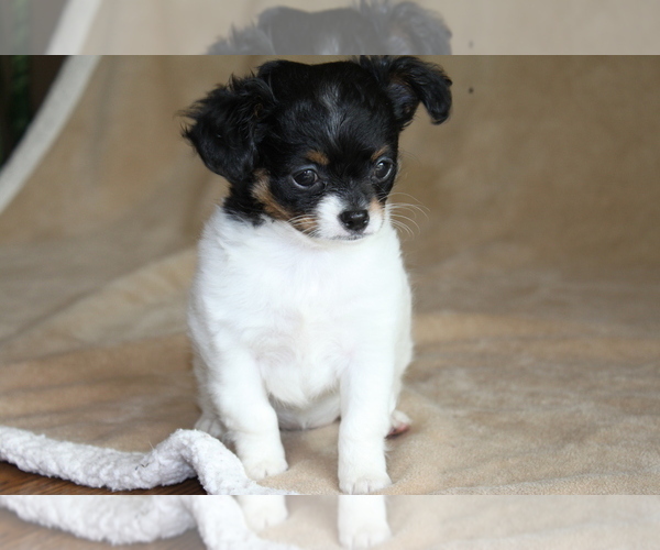 Medium Photo #8 Chihuahua Puppy For Sale in HUDSONVILLE, MI, USA