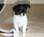 Small #7 Chihuahua