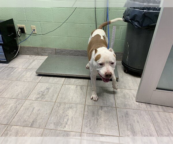 Medium Photo #1 American Staffordshire Terrier-Unknown Mix Puppy For Sale in Grand Prairie, TX, USA
