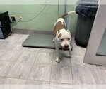 Small American Staffordshire Terrier Mix