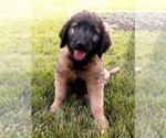 Small #3 Goldendoodle