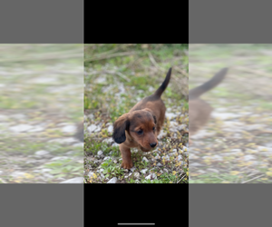 Dachshund Puppy for sale in ORONOGO, MO, USA