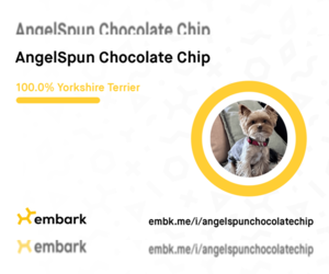 Father of the Yorkshire Terrier puppies born on 07/16/2026