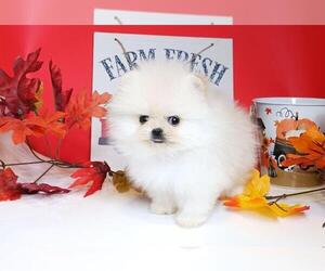 Pomeranian Puppy for sale in BEVERLY HILLS, CA, USA