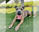 Small American Bulldog Mix