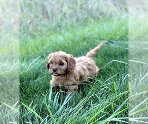 Cavapoo Puppy for sale in PARK CITY, UT, USA