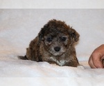 Small #13 Poodle (Toy)