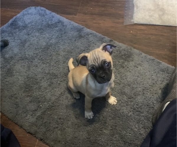 Medium Photo #5 Chug Puppy For Sale in HADLEY, KY, USA