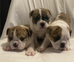 English Bulldog Puppy for sale in COLONIAL HEIGHTS, VA, USA