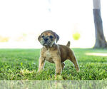 Small Photo #6 English Bulldog-Mastiff Mix Puppy For Sale in WARSAW, IN, USA