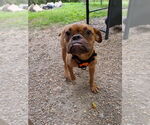 Small #2 Bulldog