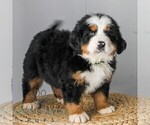 Small Bernese Mountain Dog