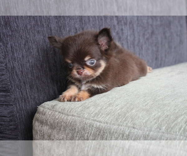 Medium Photo #7 Chihuahua Puppy For Sale in EMPIRE STATE, NY, USA