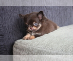 Small Photo #7 Chihuahua Puppy For Sale in EMPIRE STATE, NY, USA