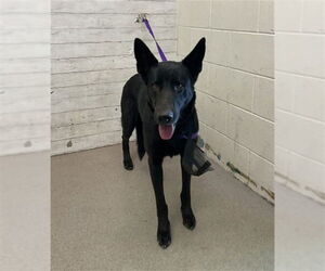 German Shepherd Dog Dogs for adoption in San Bernardino, CA, USA