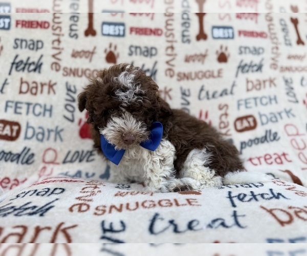 Medium Photo #7 Havapoo Puppy For Sale in LAKELAND, FL, USA