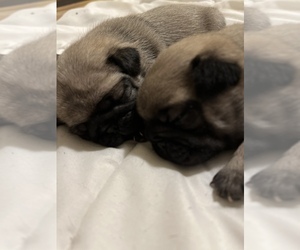 Pug Puppy for sale in OROVILLE, CA, USA
