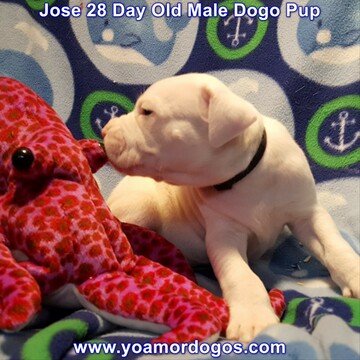 Medium Photo #238 Dogo Argentino Puppy For Sale in JANE, MO, USA