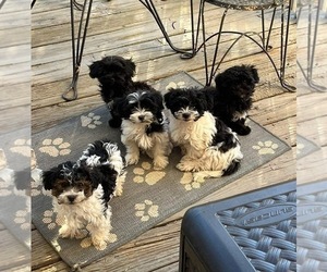 YorkiePoo Puppy for sale in ADAIRSVILLE, GA, USA