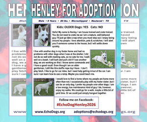 Henley - Male - Mix Dog for Adoption - Photo #2