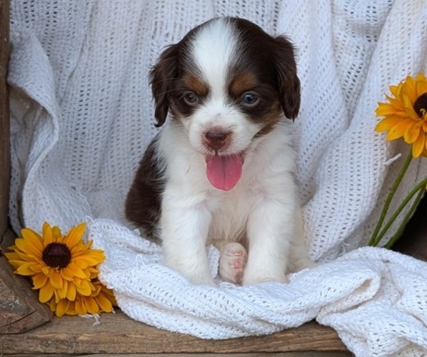 Medium Photo #34 Cock-A-Poo Puppy For Sale in GOSHEN, IN, USA