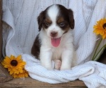 Small Photo #34 Cock-A-Poo Puppy For Sale in GOSHEN, IN, USA