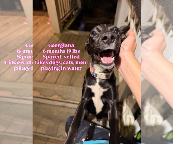 Medium Photo #3 Chihuahua-Retriever  Mix Puppy For Sale in Virginia Beach, VA, USA