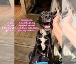 Small #2 Chihuahua-Retriever  Mix