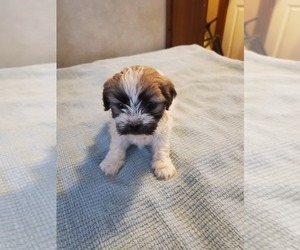 Bichon Frise-Zuchon Mix Puppy for sale in PERHAM, MN, USA