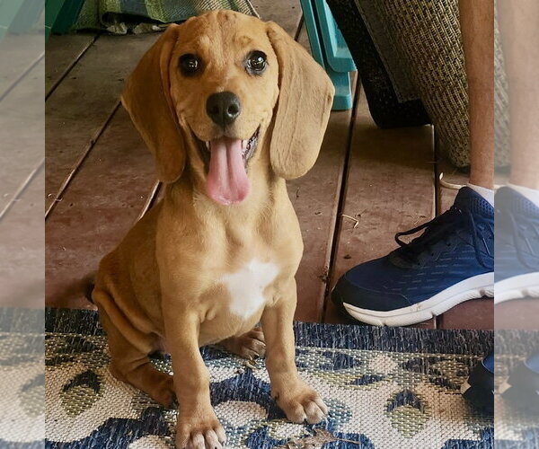 Medium Photo #4 Beagle-Redbone Coonhound Mix Puppy For Sale in Batavia, OH, USA