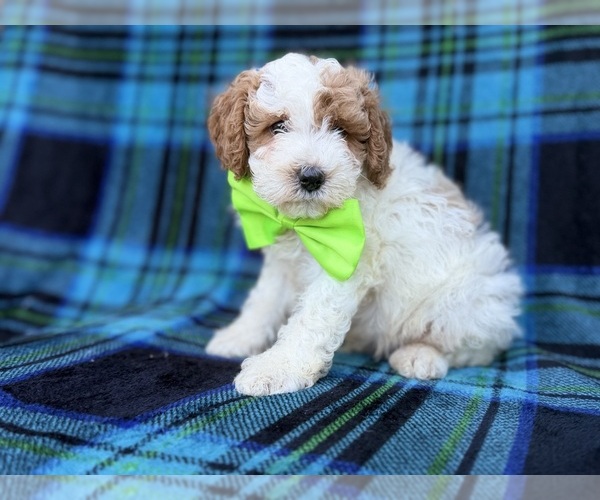 Medium Photo #8 Cavapoo (Miniature) Puppy For Sale in LAKELAND, FL, USA