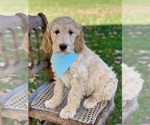 Small Photo #10 Irish Doodle Puppy For Sale in WOOSTER, OH, USA