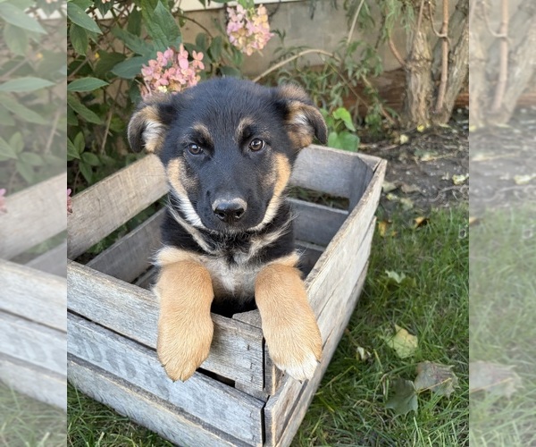 Medium Photo #4 German Shepherd Dog Puppy For Sale in MIDDLEBURY, IN, USA