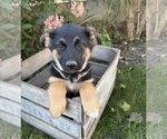 Darcy - Female German Shepherd Dog Puppy for Sale - Photo #4