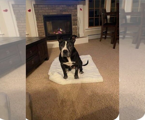 Medium Photo #11 American Staffordshire Terrier Puppy For Sale in Caldwell, NJ, USA