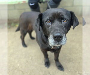 Chihuahua-Unknown Mix Dogs for adoption in Long Beach, CA, USA