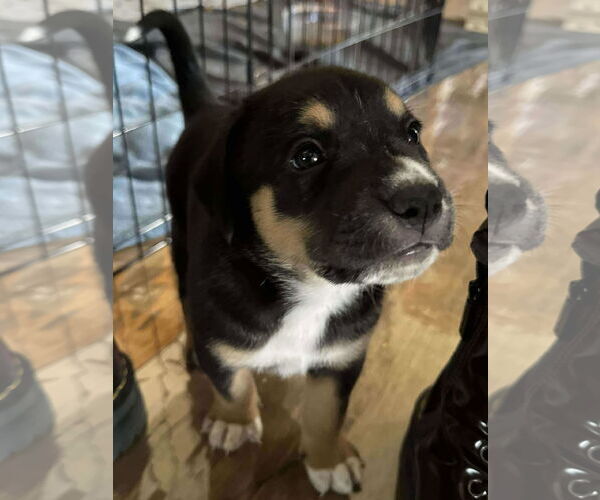 Medium Photo #1 Boxer-Unknown Mix Puppy For Sale in Burnsville, MN, USA