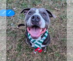 Small #9 American Staffordshire Terrier