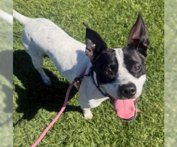 Medium Photo #1 Boston Terrier-Unknown Mix Puppy For Sale in Ventura, CA, USA
