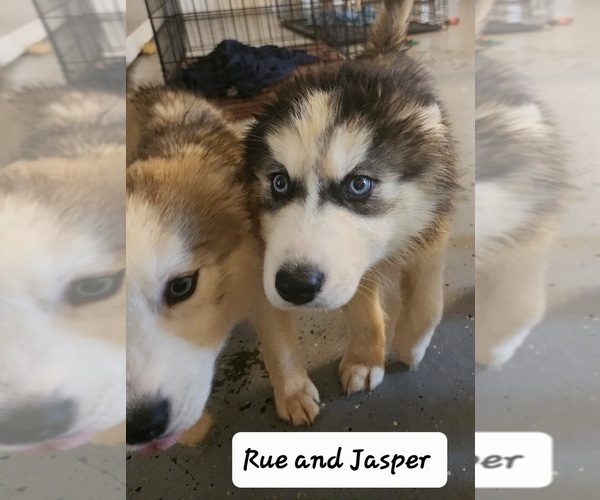 Medium Photo #3 Siberian Husky Puppy For Sale in GOOSE CREEK, SC, USA