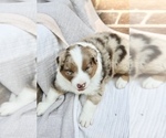 Small #2 Australian Shepherd